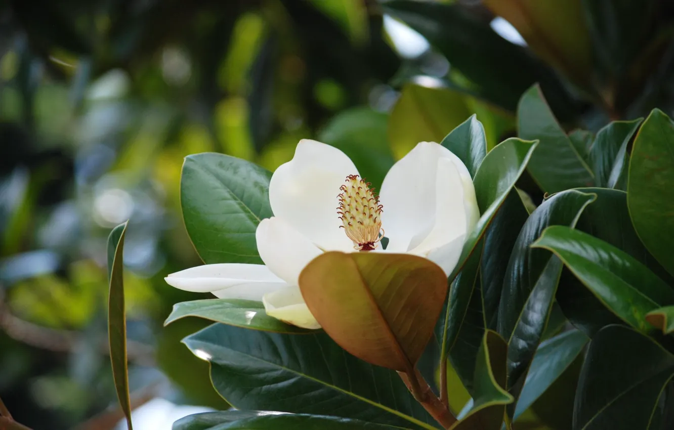 Photo wallpaper flower, leaves, Magnolia, inflorescence