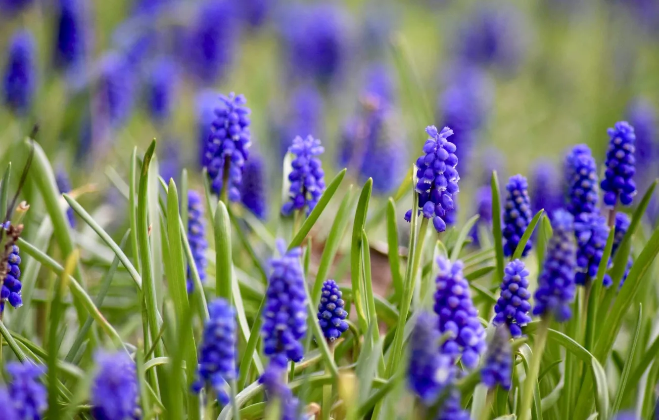 Photo wallpaper leaves, flowers, glade, spring, a lot, lilac, bokeh, Muscari