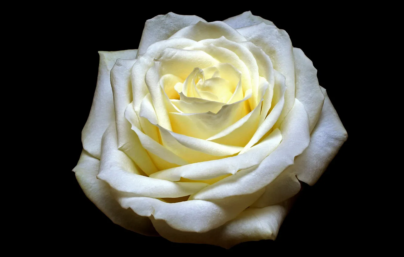 Photo wallpaper Flower, Rose, Black, White, Backgraund, Wallpeper