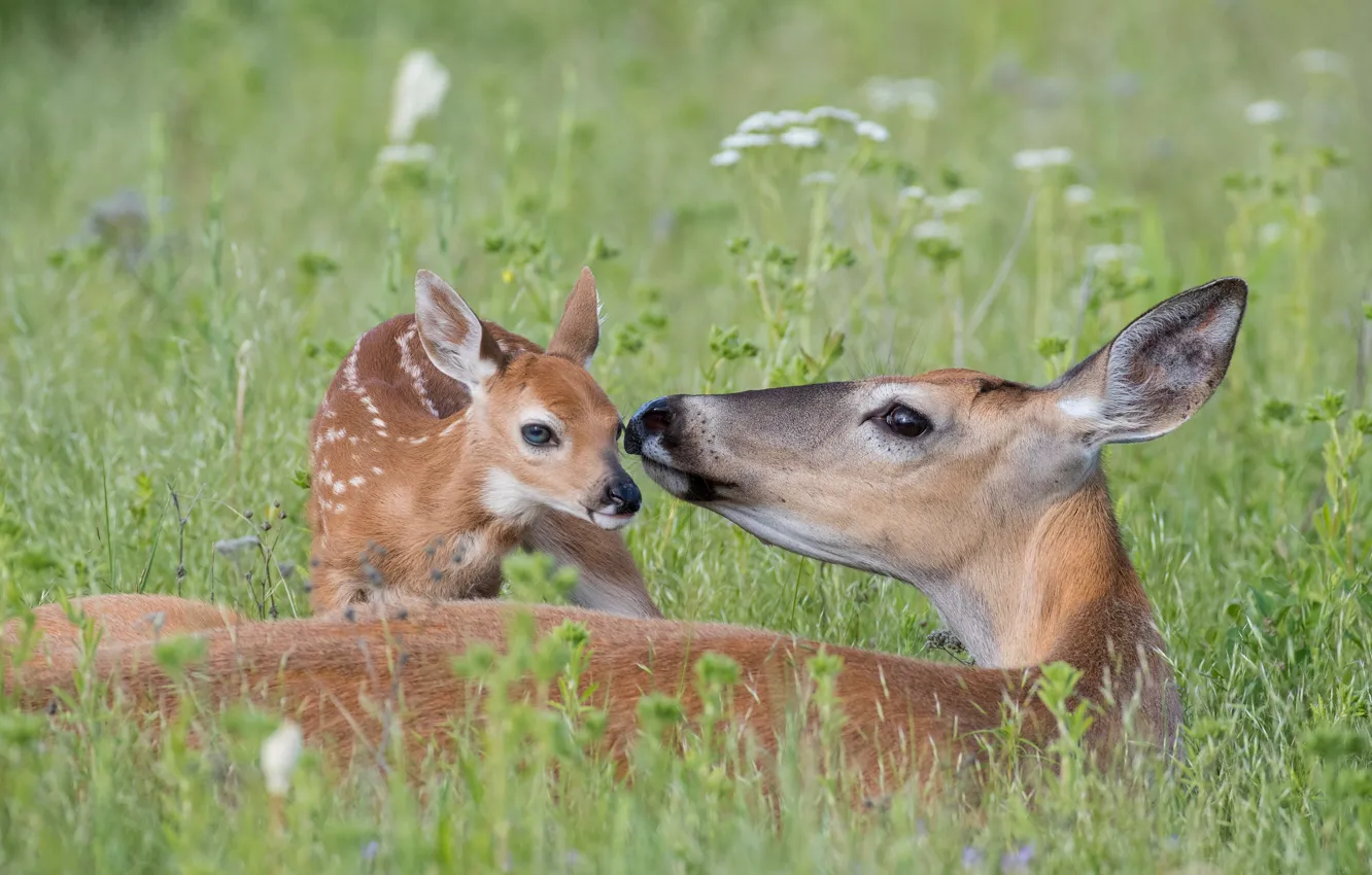 Photo wallpaper USA, White, animal, deer, wildlife, Montana, tailed, doe and newborn fawn