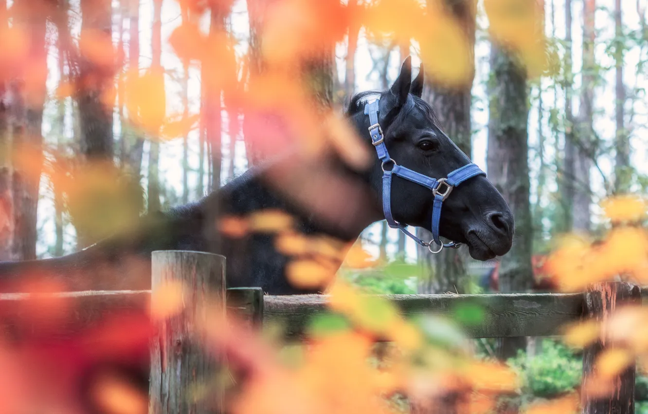 Photo wallpaper blue, autumn, horse, harness