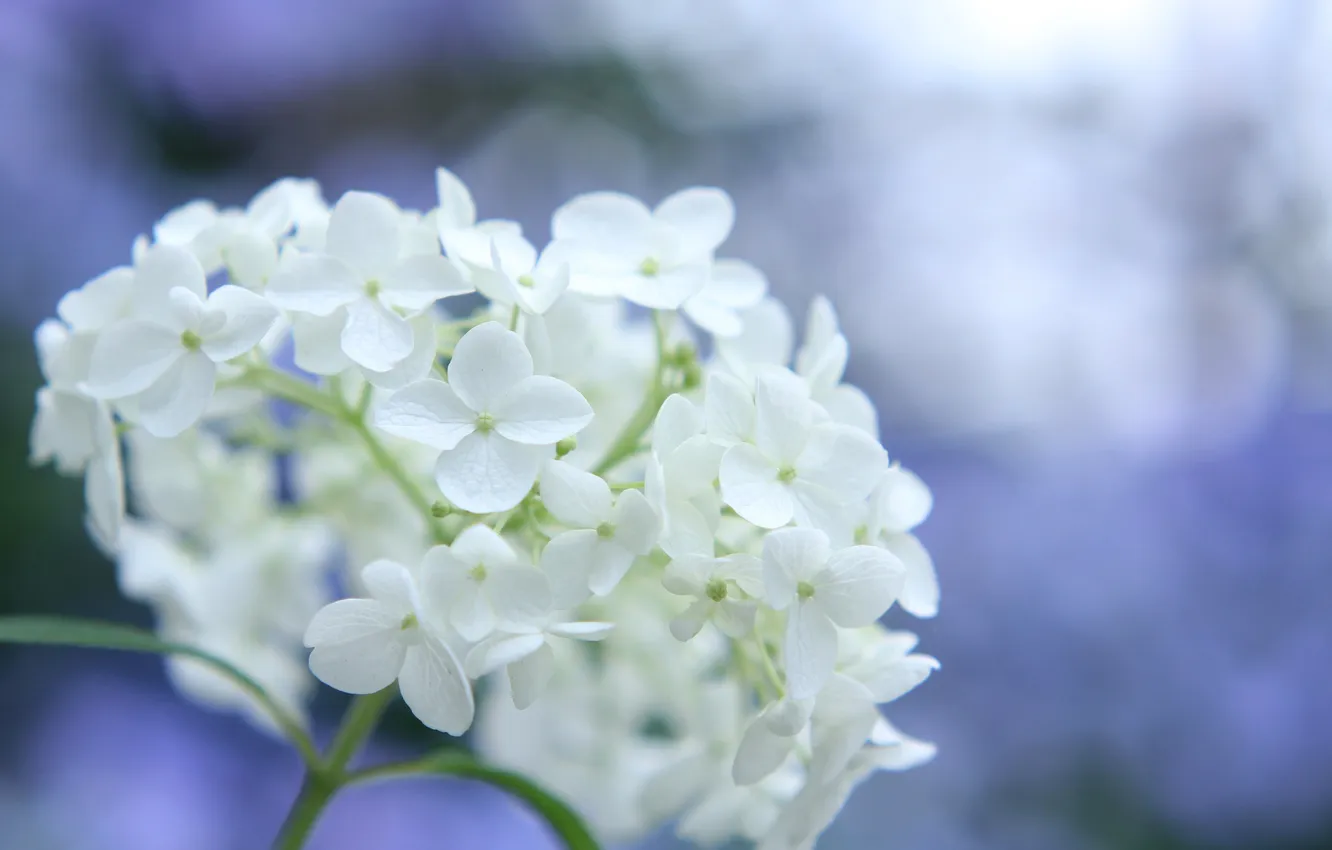 Photo wallpaper flower, macro, nature, glare, background, spring, petals, blue