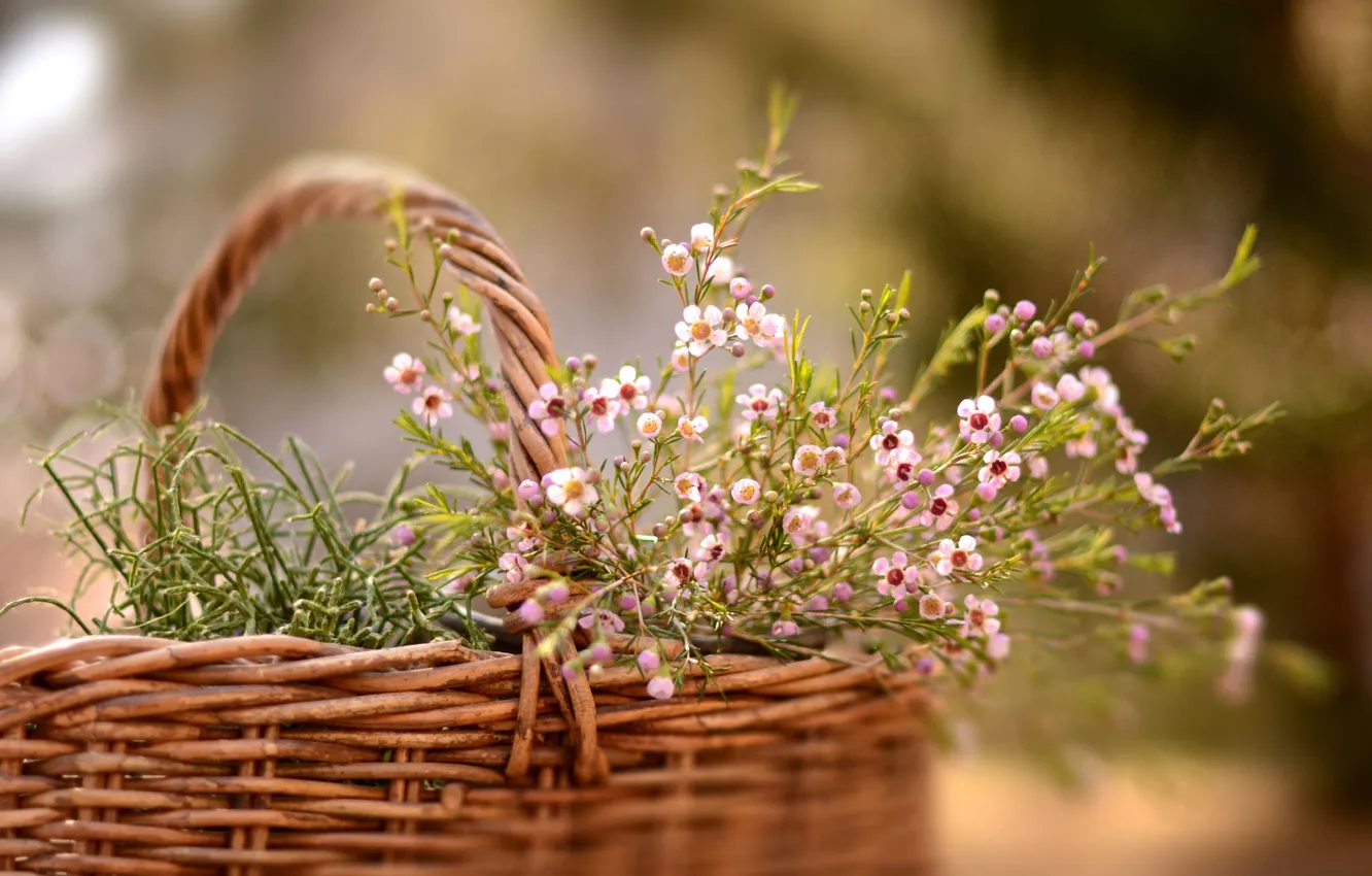 Photo wallpaper flowers, nature, basket