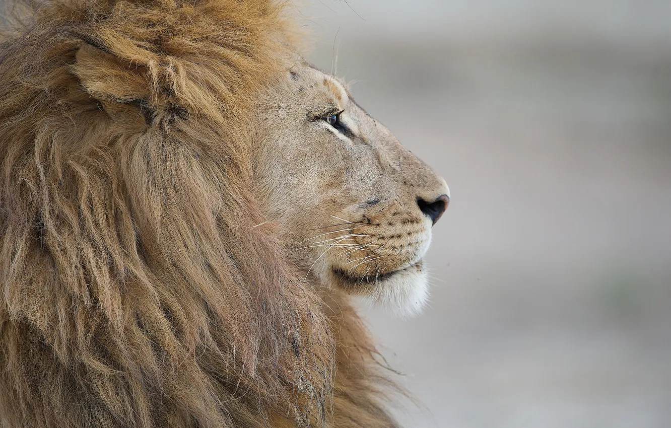 Photo wallpaper cat, predator, Leo, mane