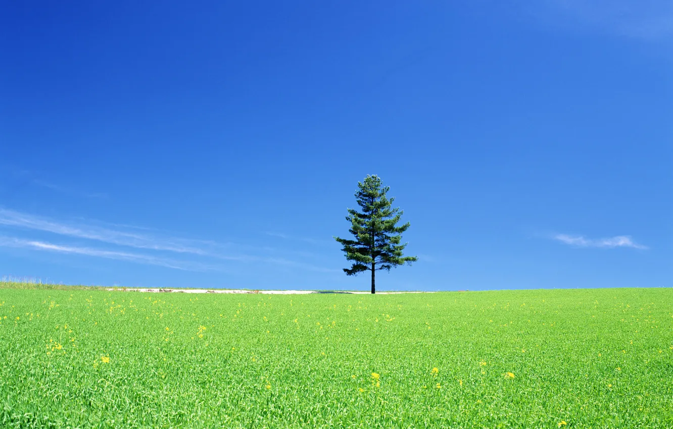 Photo wallpaper field, the sky, grass, nature, tree