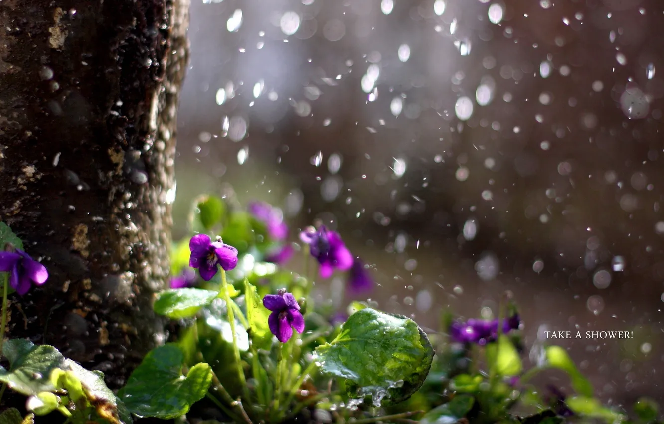 Photo wallpaper flowers, nature, rain