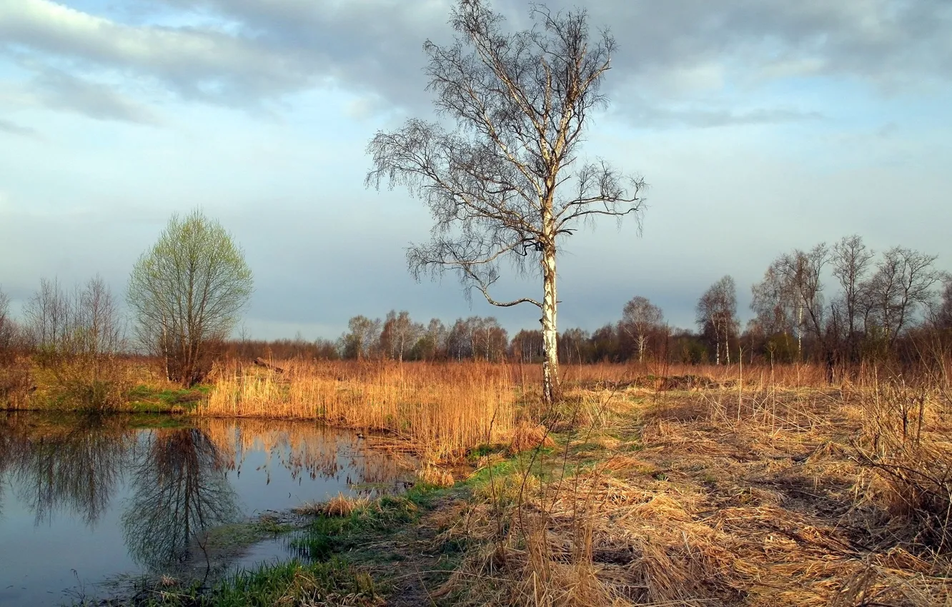 Photo wallpaper landscape, nature, pond, tree