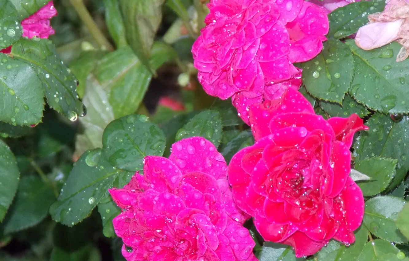 Photo wallpaper rose, nature, flowers