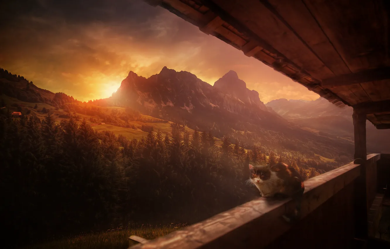 Photo wallpaper forest, cat, sunset, mountains, Switzerland, Alps, Switzerland, the großer Muten