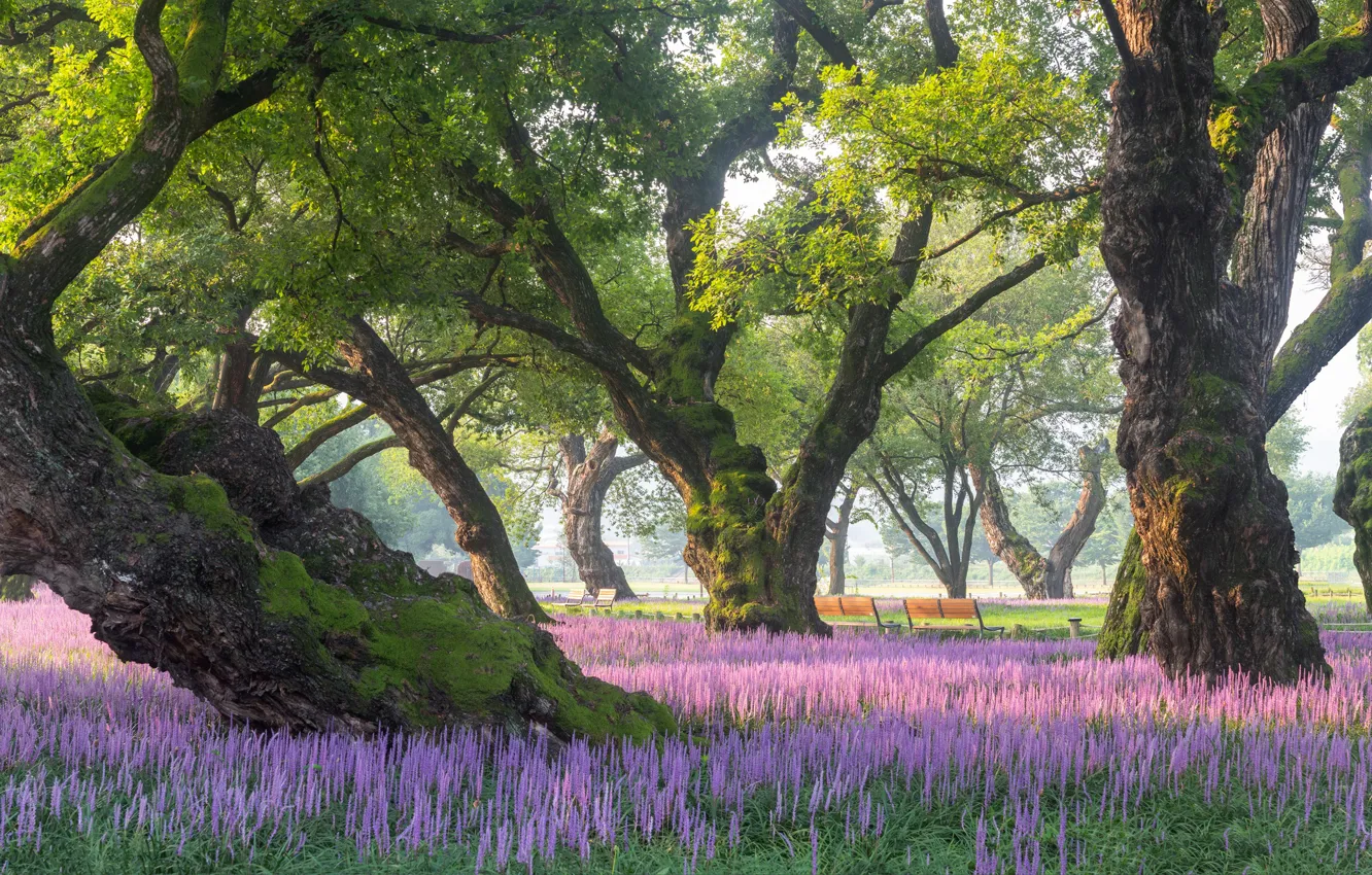 Photo wallpaper trees, landscape, nature, Park, vegetation, benches, flowering, South Korea