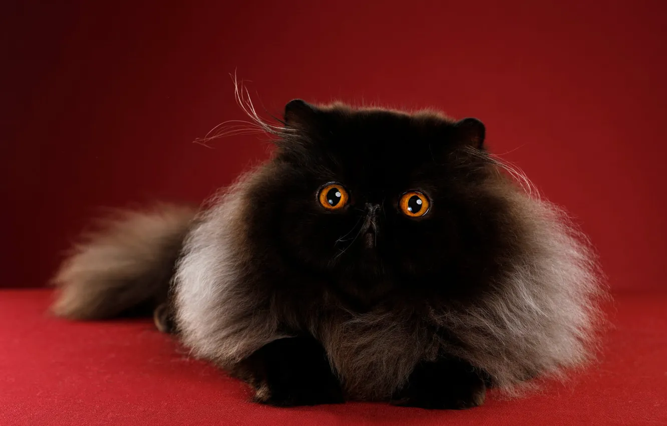 Photo wallpaper cat, cat, look, pose, background, black, muzzle, miracle