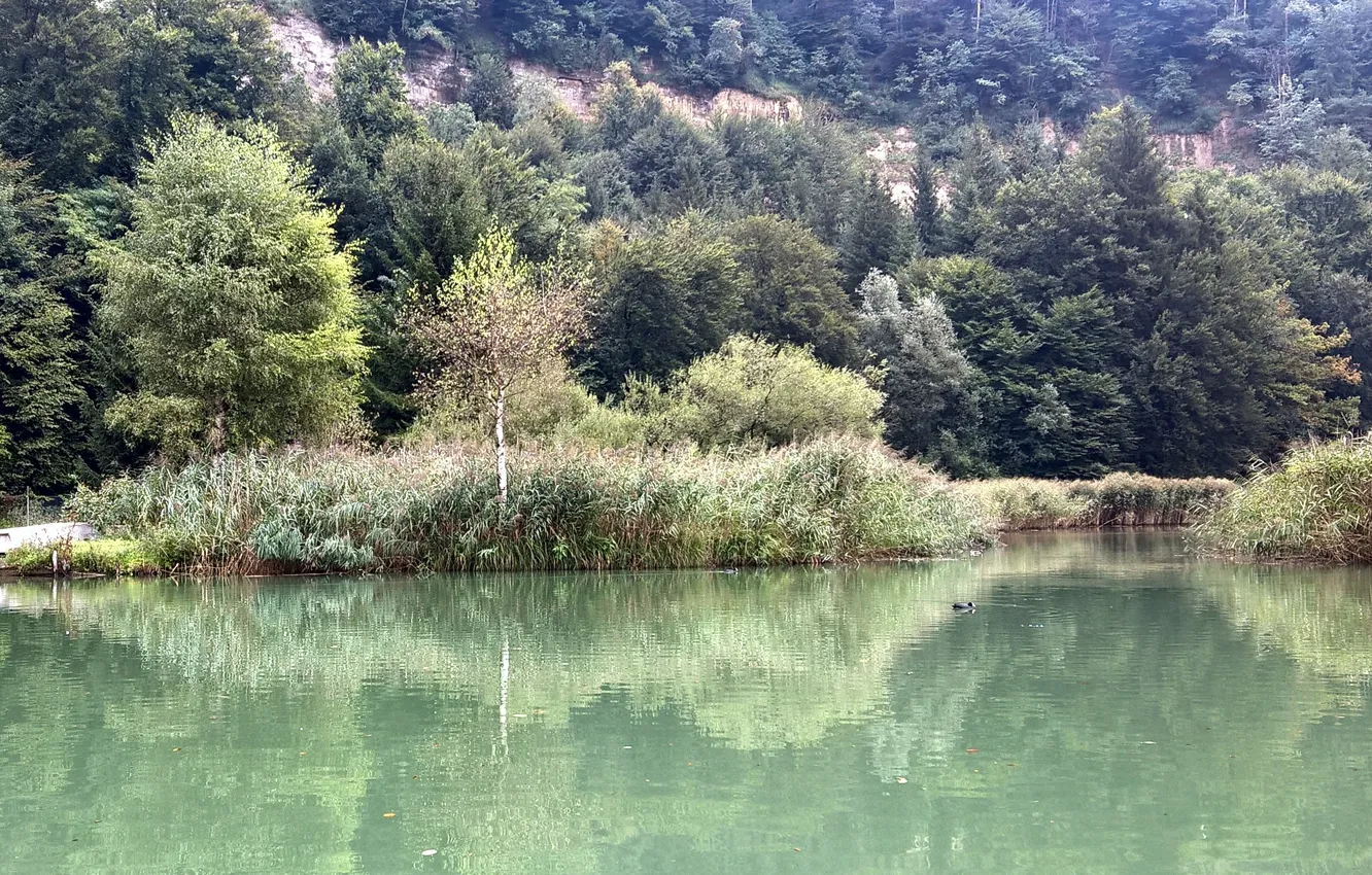 Photo wallpaper green, summer, Switzerland, trees, water, lake, Fribourg, reeds