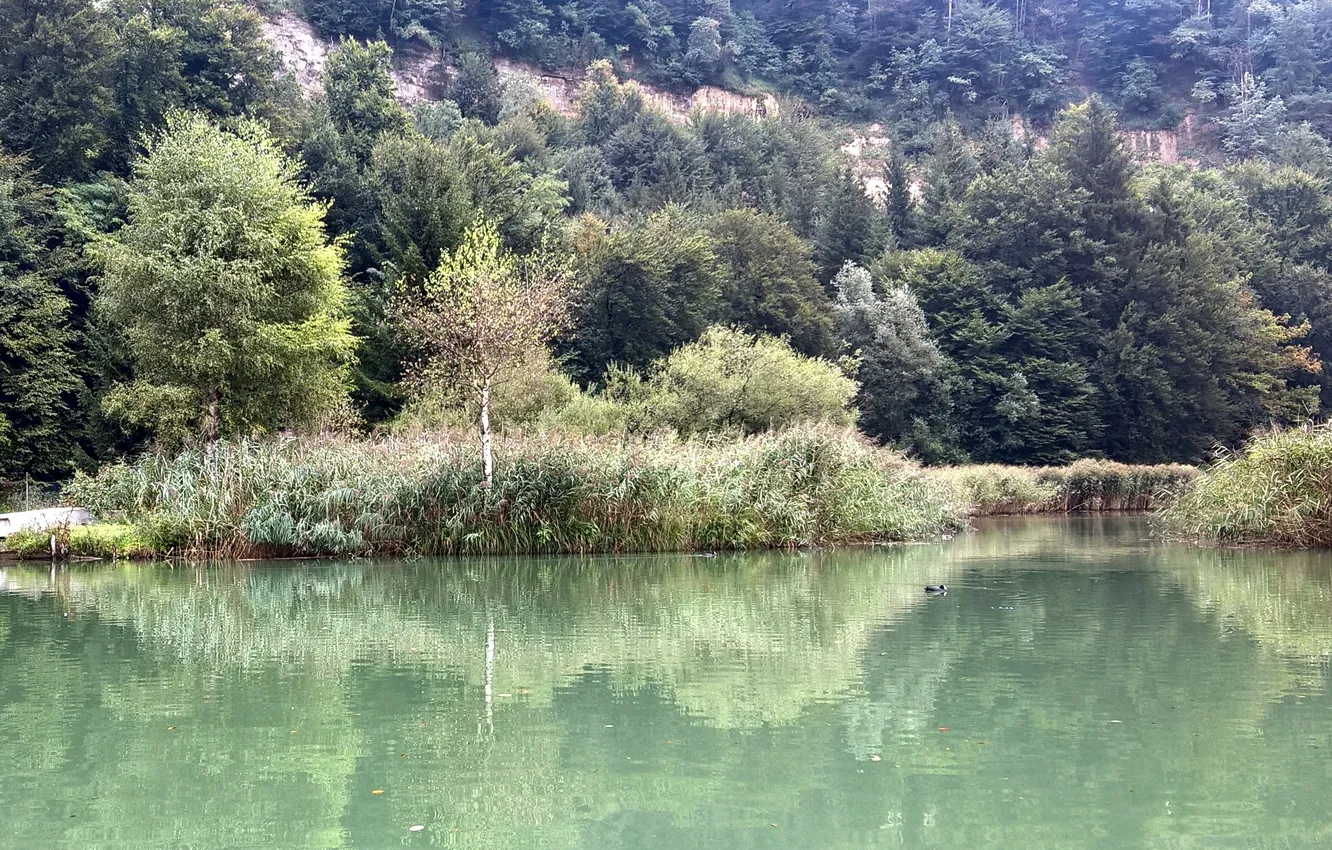 Photo wallpaper green, summer, trees, water, lake, switzerland, fribourg, reeds