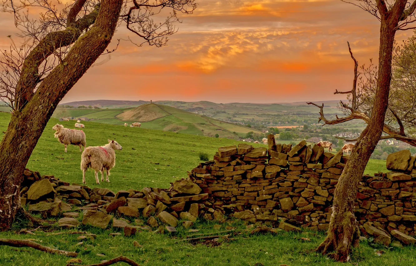 Photo wallpaper trees, hills, sheep, England, Lancashire