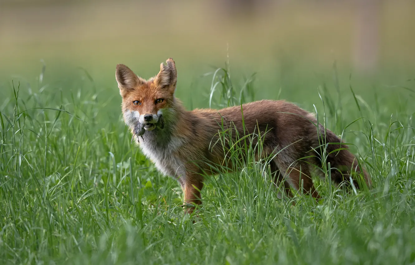 Photo wallpaper greens, grass, look, glade, mouse, mouse, Fox, red