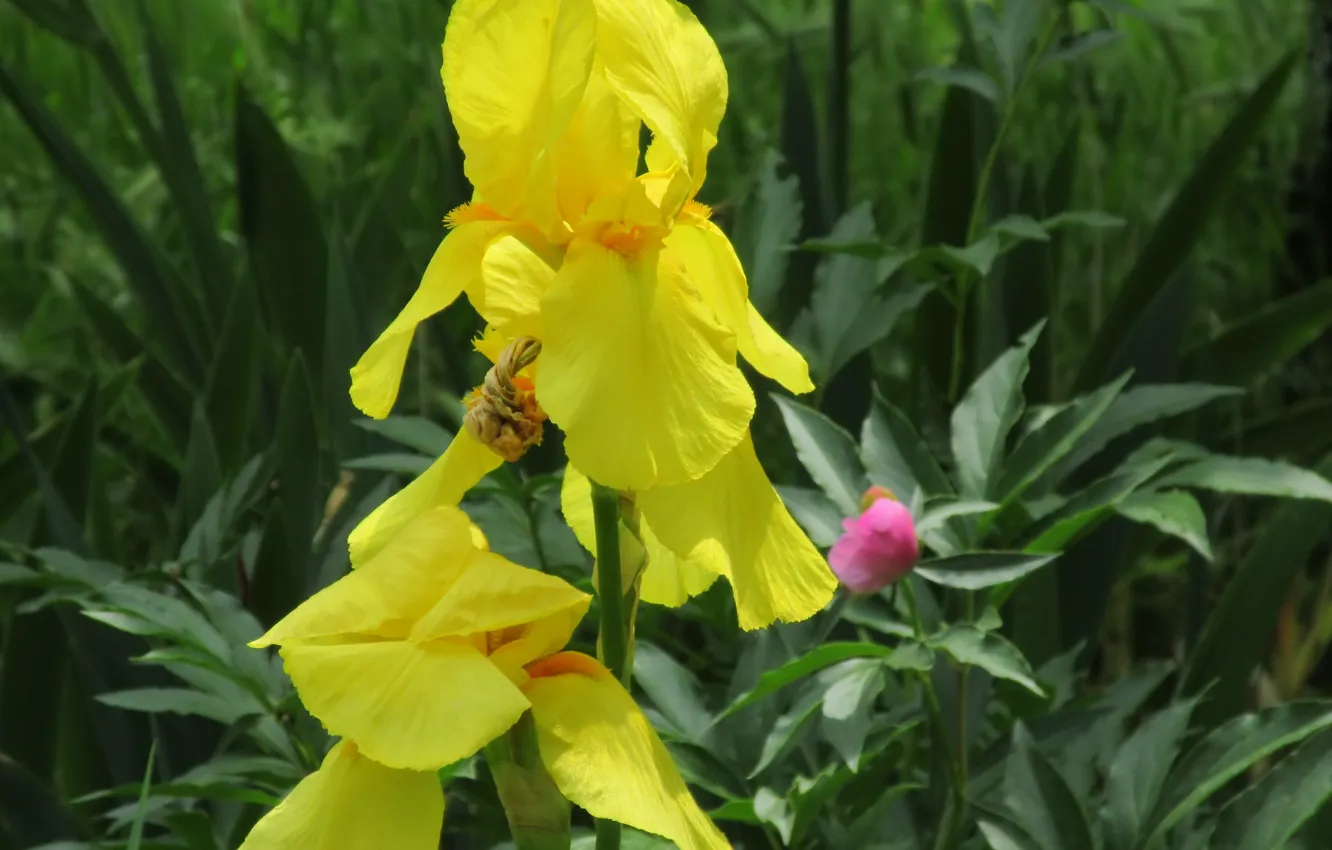Photo wallpaper irises, spring 2018, Meduzanol ©, yellow iris