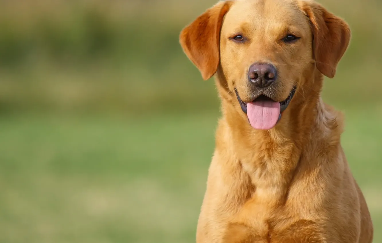Photo wallpaper dog, muzzle, breed