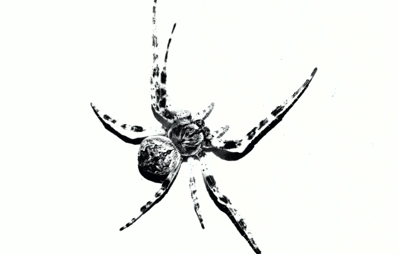 Photo wallpaper spider, black and white, insect