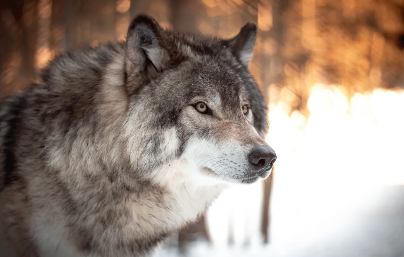 Photo wallpaper Predator, nature, animal, wolf, wildlife, portrait, portrait., Canis lupus. face