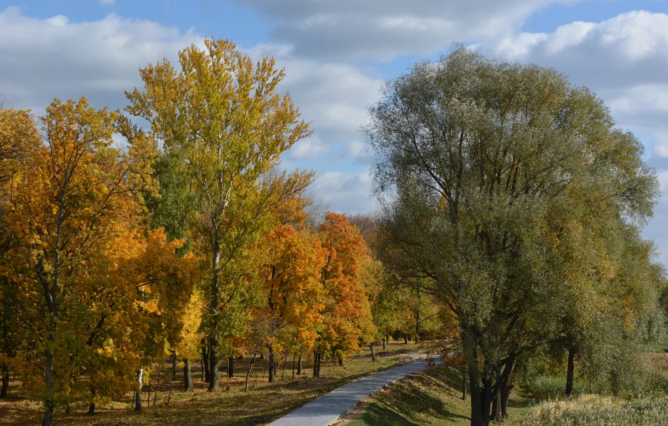 Photo wallpaper autumn, trees, foliage, color