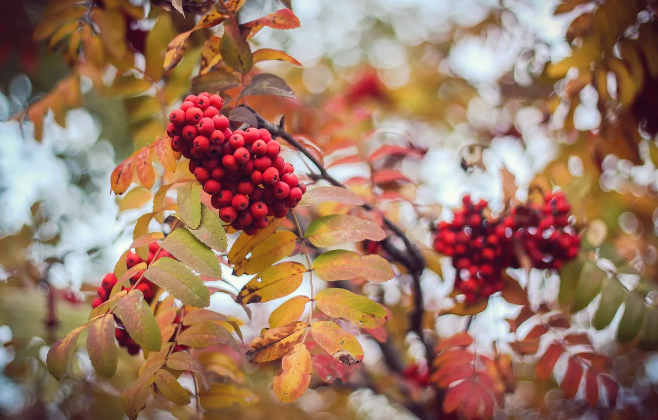 Photo wallpaper autumn, leaves, berries, blur, Rowan, bokeh