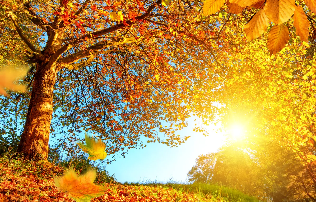 Photo wallpaper autumn, forest, leaves, the sun, trees, branches, yellow, the edge