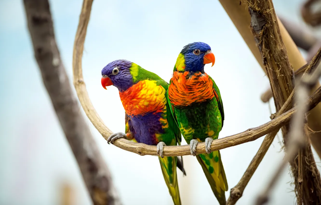 Photo wallpaper birds, branches, pair, parrots, colorful, bokeh, multicolor lorikeet