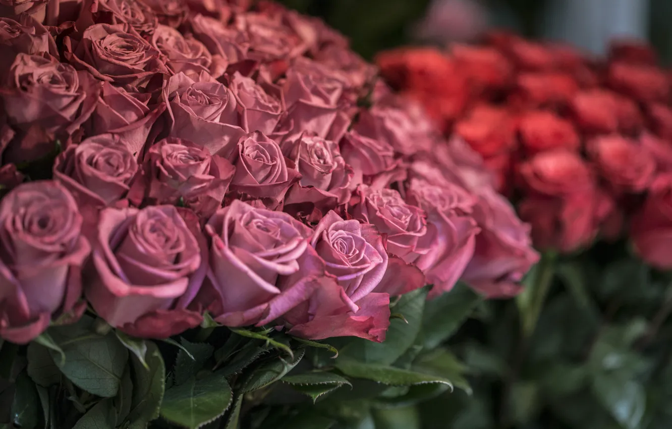 Photo wallpaper flowers, roses, petals