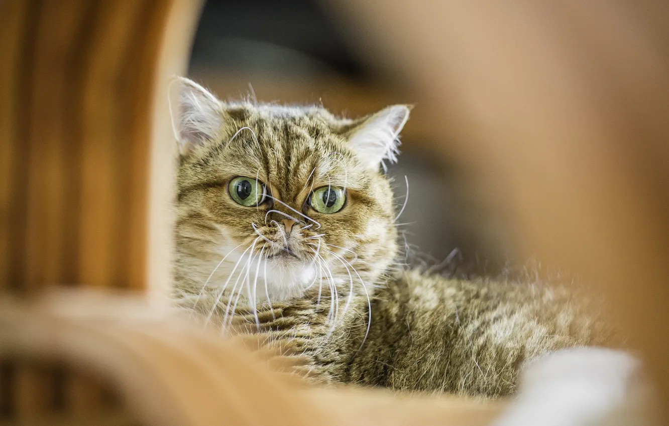Photo wallpaper cat, look, Koshak, Tomcat, Shorthair