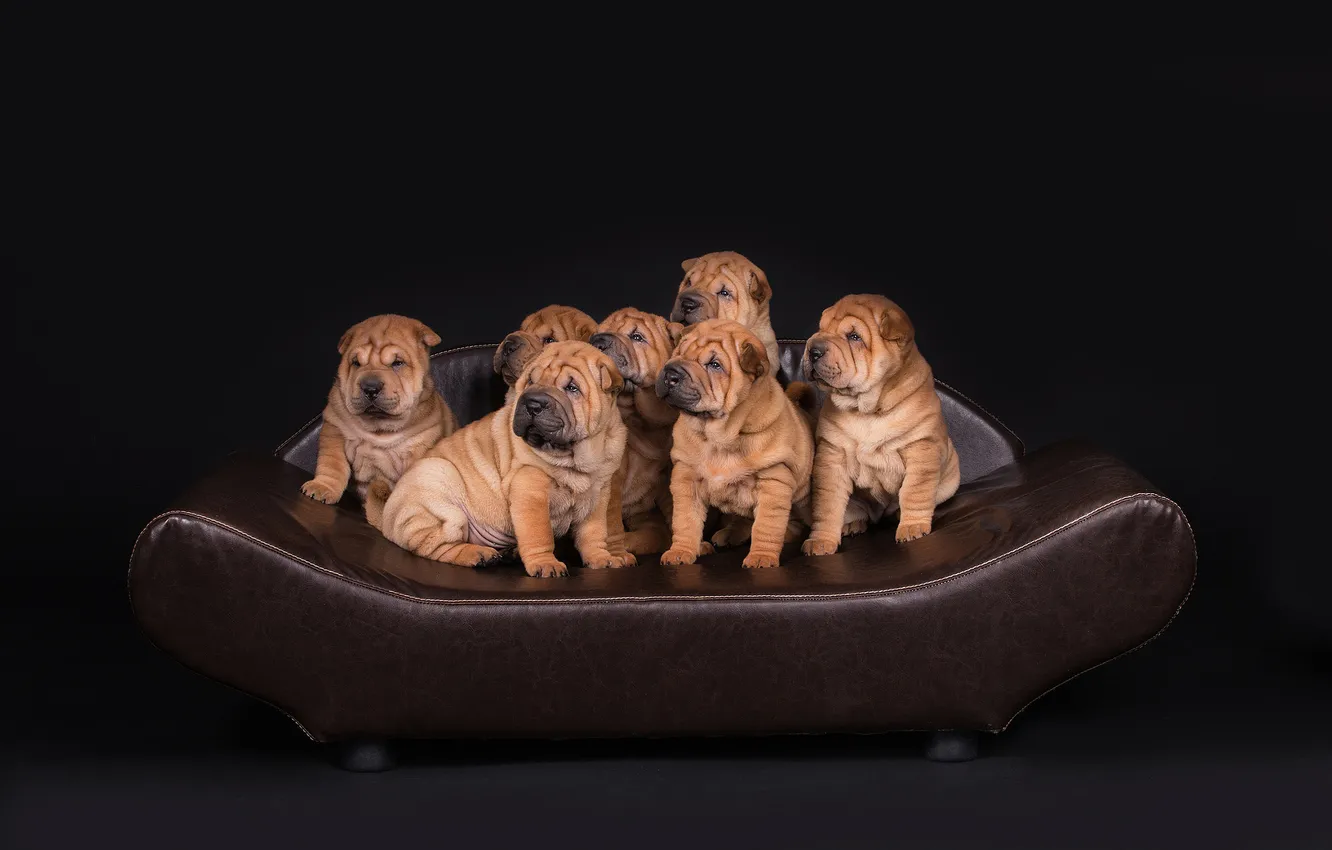 Photo wallpaper look, pose, sofa, dog, puppy, black background, company, face