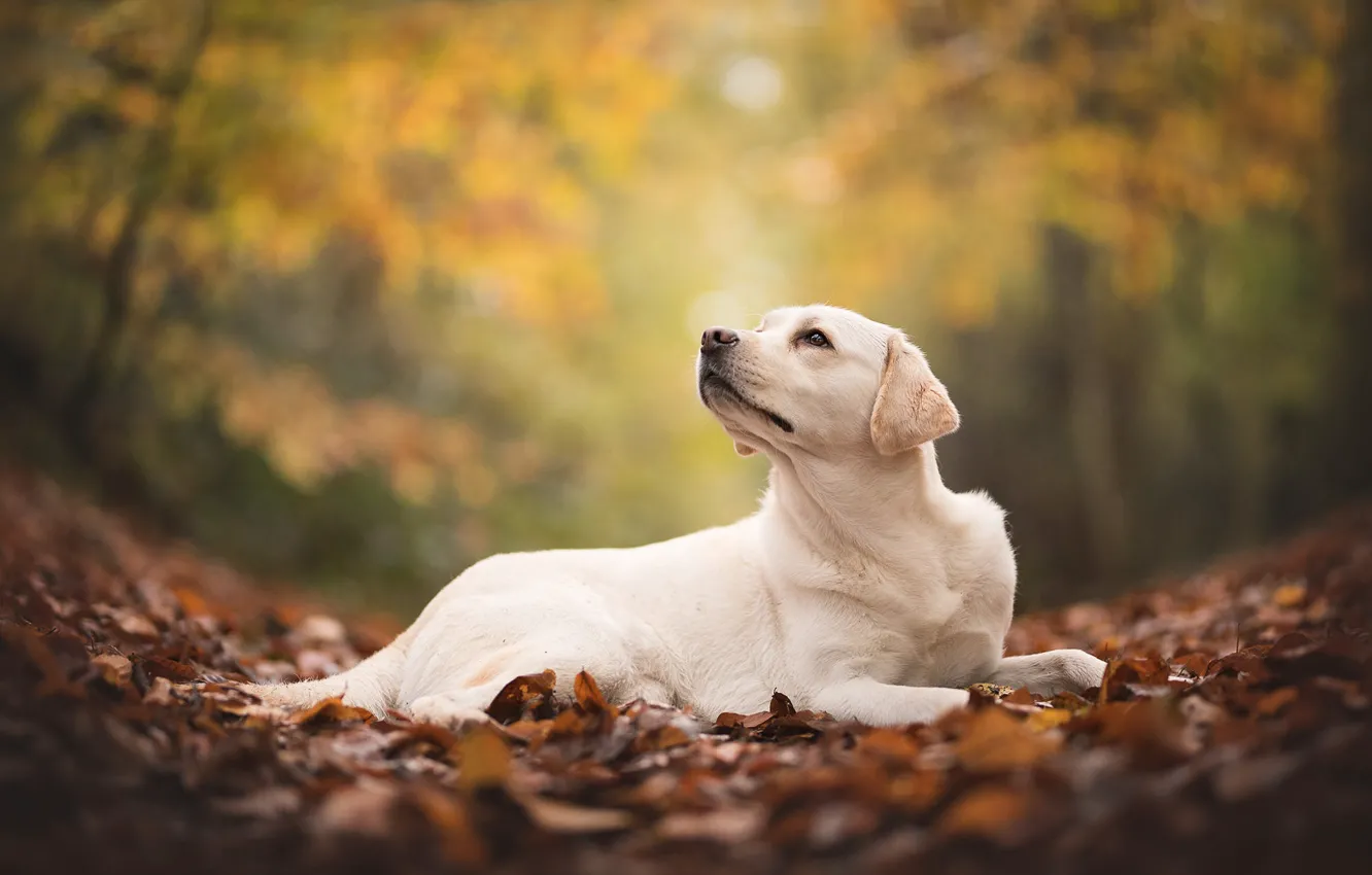 Photo wallpaper autumn, foliage, dog, Labrador, Retriever