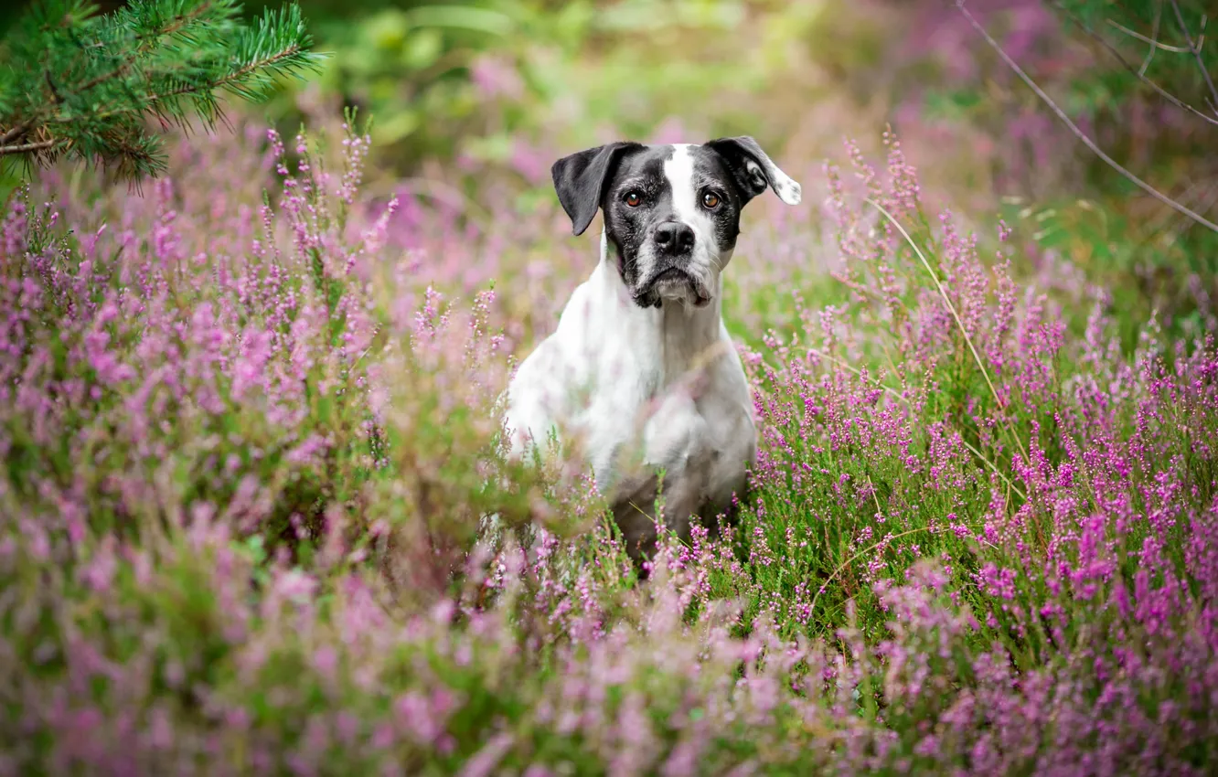 Photo wallpaper forest, look, face, flowers, branches, nature, dog, black and white