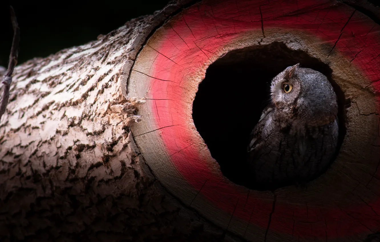 Photo wallpaper trees, owl, log, the hollow