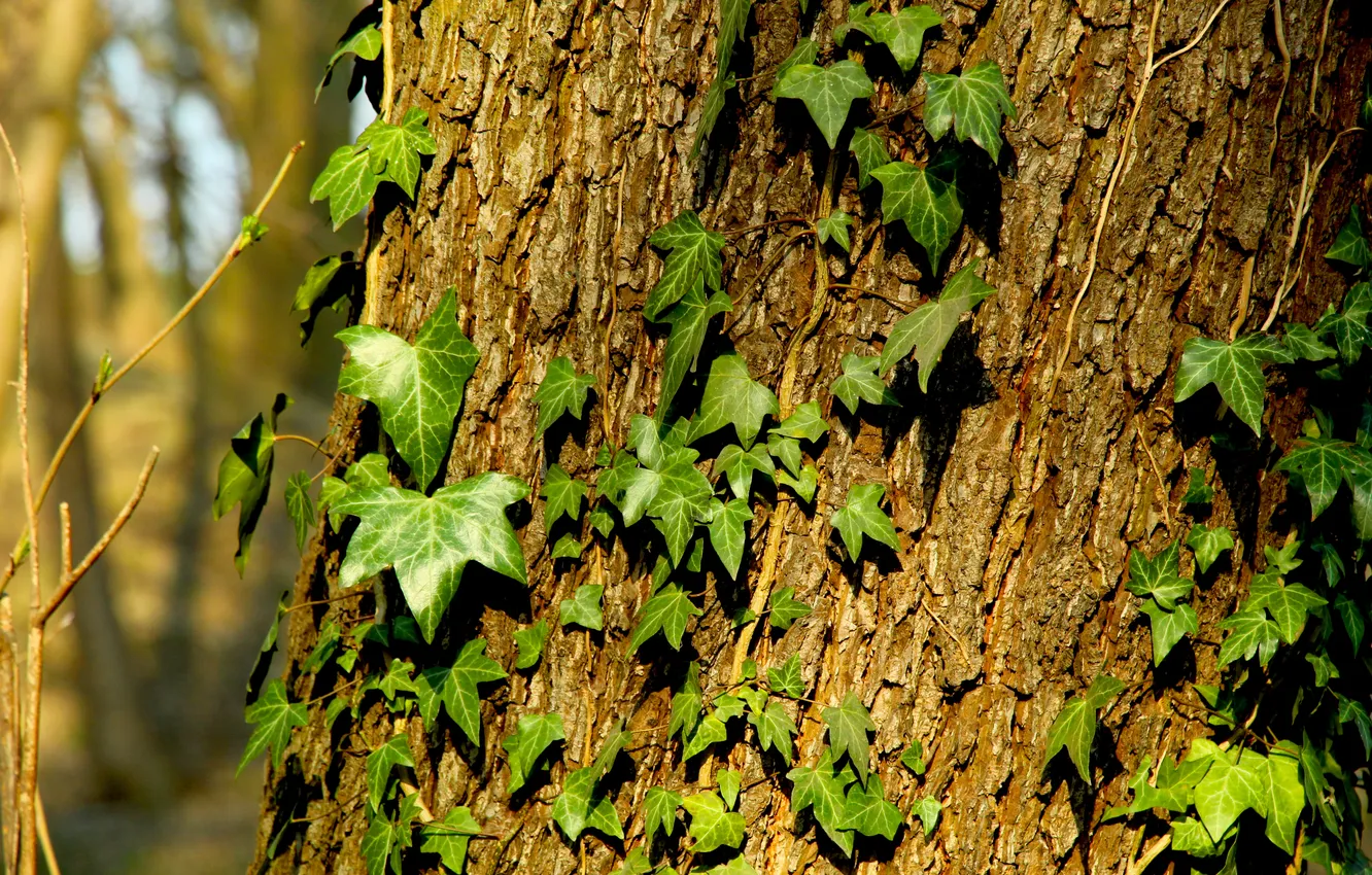 Photo wallpaper green, Ivy, tree, leafs, plant