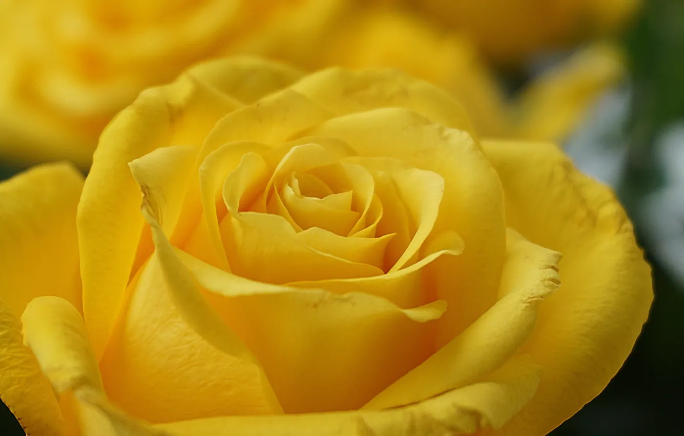 Photo wallpaper macro, flowers, yellow, roses, petals, buds