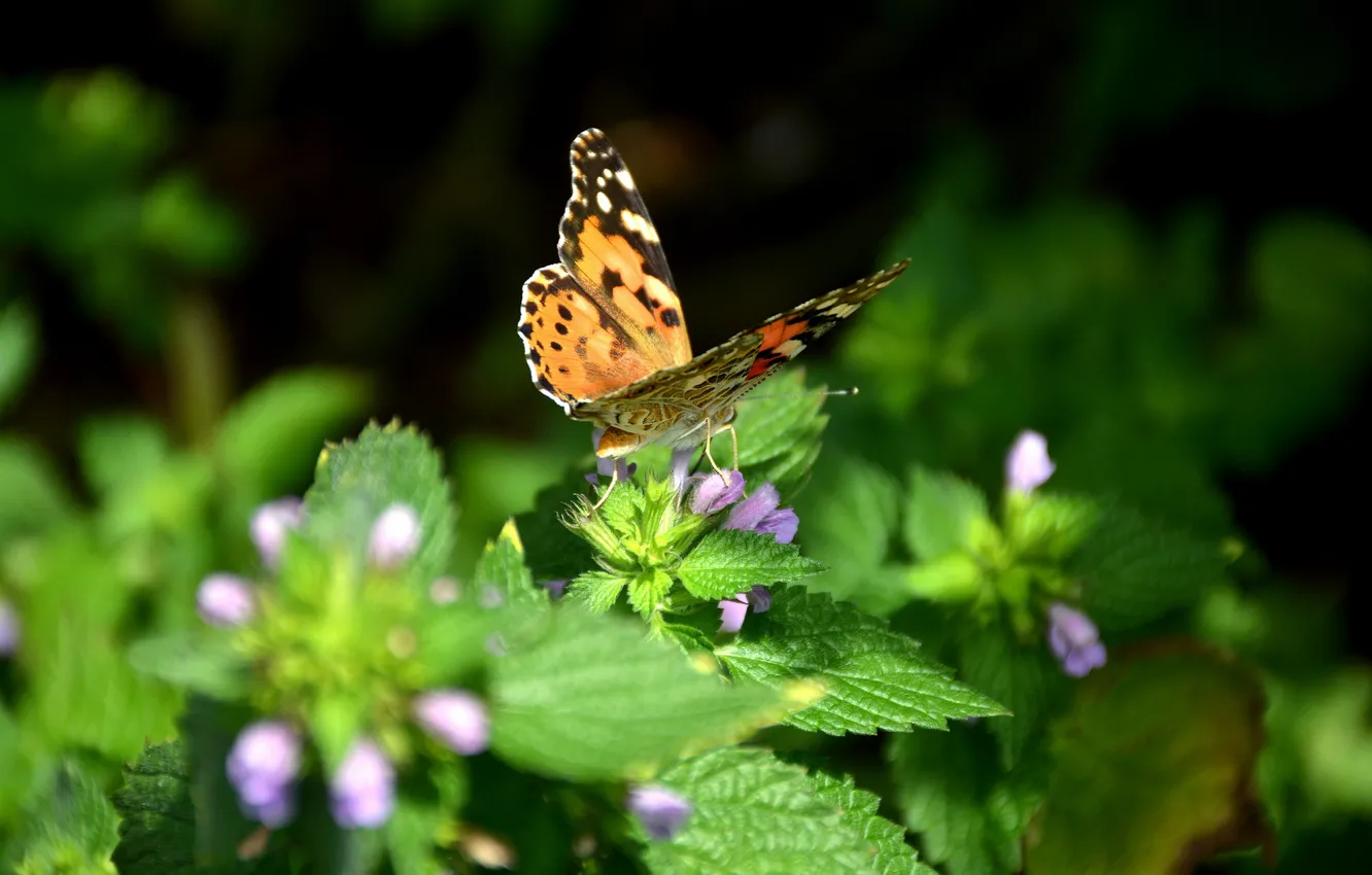Photo wallpaper summer, nature, butterfly, insect