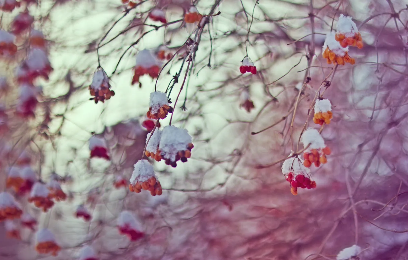 Photo wallpaper cold, winter, the sky, berries, bokeh, February