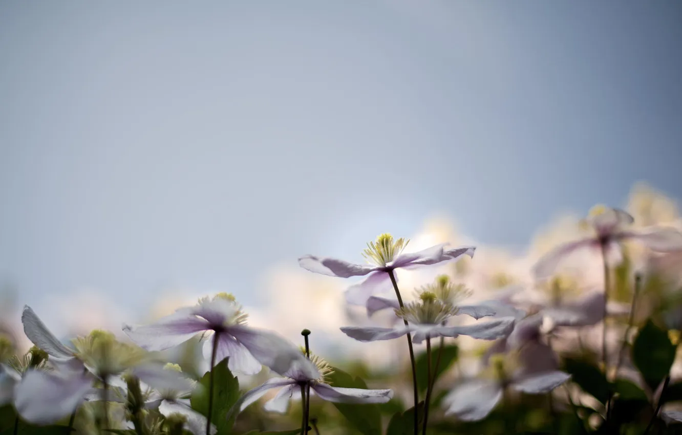 Photo wallpaper flowers, purple, the klimatisah