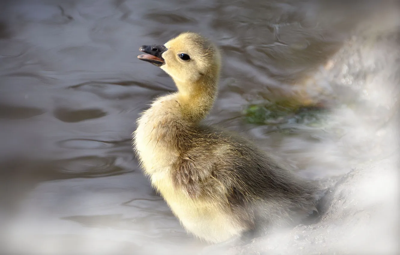 Photo wallpaper lake, floats, little duckling