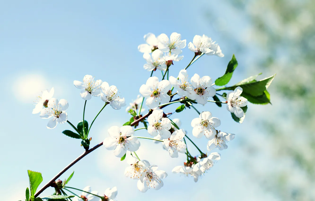 Photo wallpaper branches, nature, spring, petals