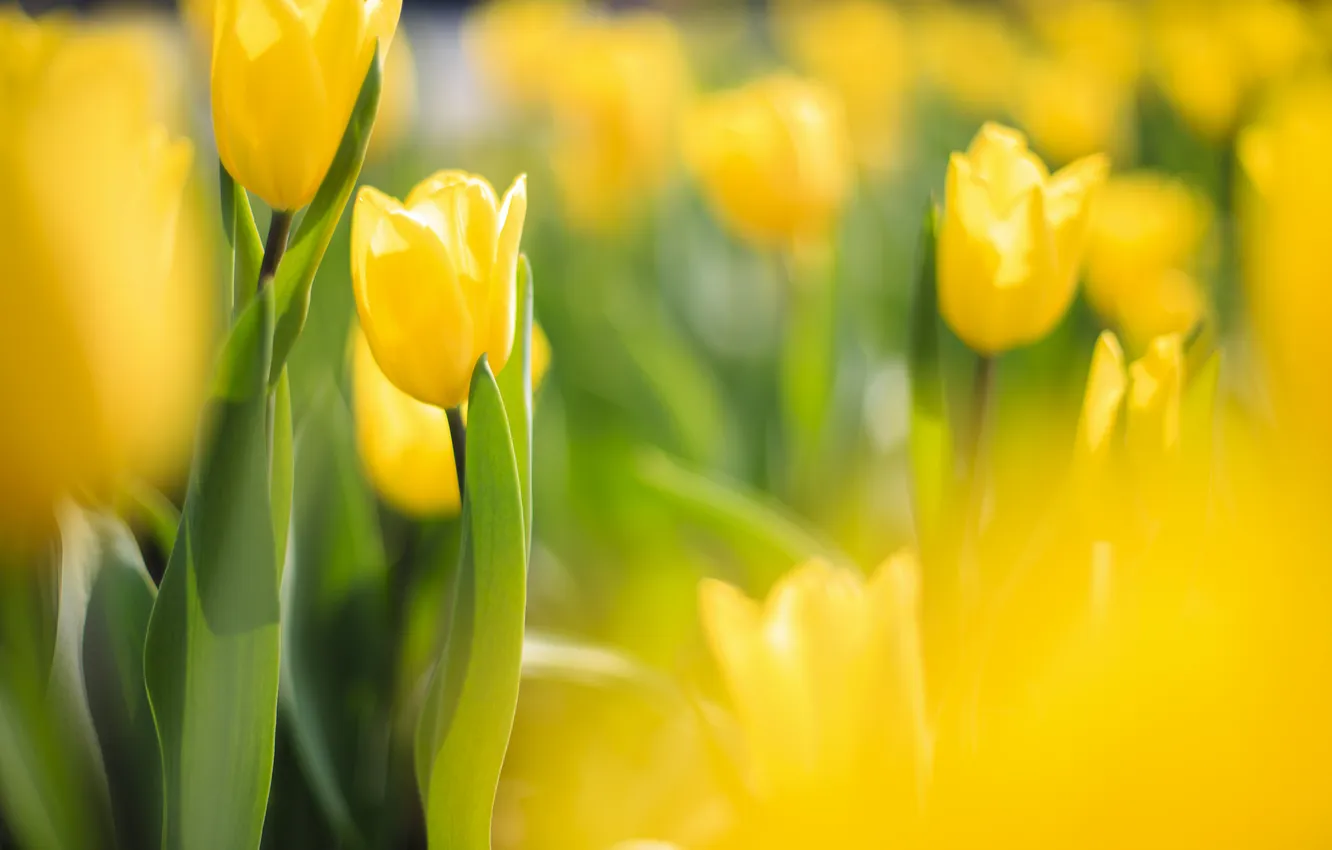Photo wallpaper yellow, focus, tulips, Sunny