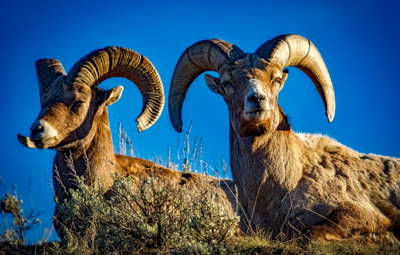 Photo wallpaper pair, horns, sheep