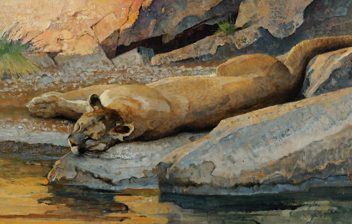 Photo wallpaper cat, water, stream, stones, stay, sleep, predator, picture