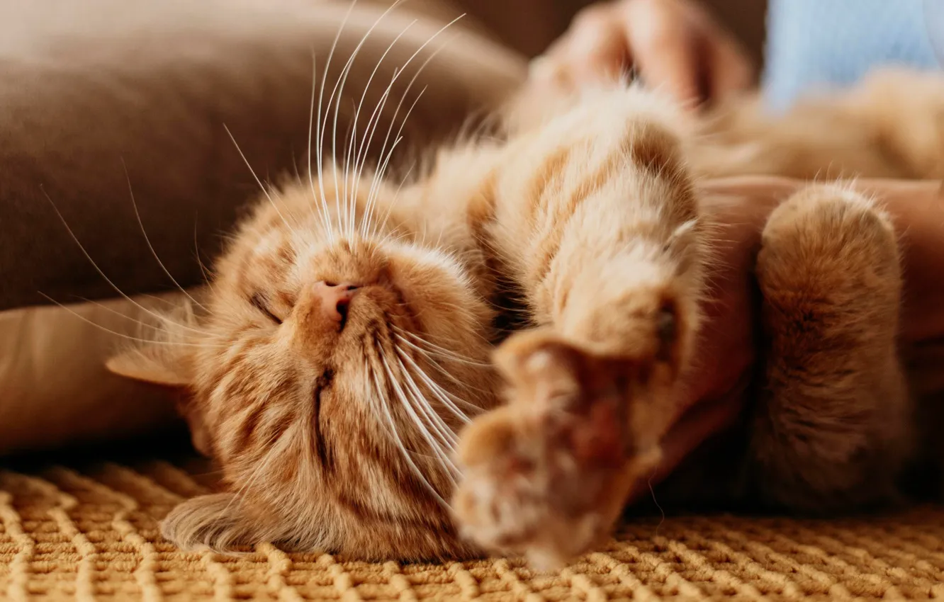 Photo wallpaper cat, cat, relax, legs, red, muzzle, cat