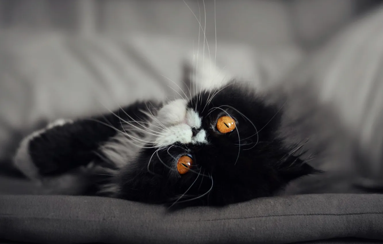 Photo wallpaper cat, look, pose, sofa, portrait, lies, black and white, kitty