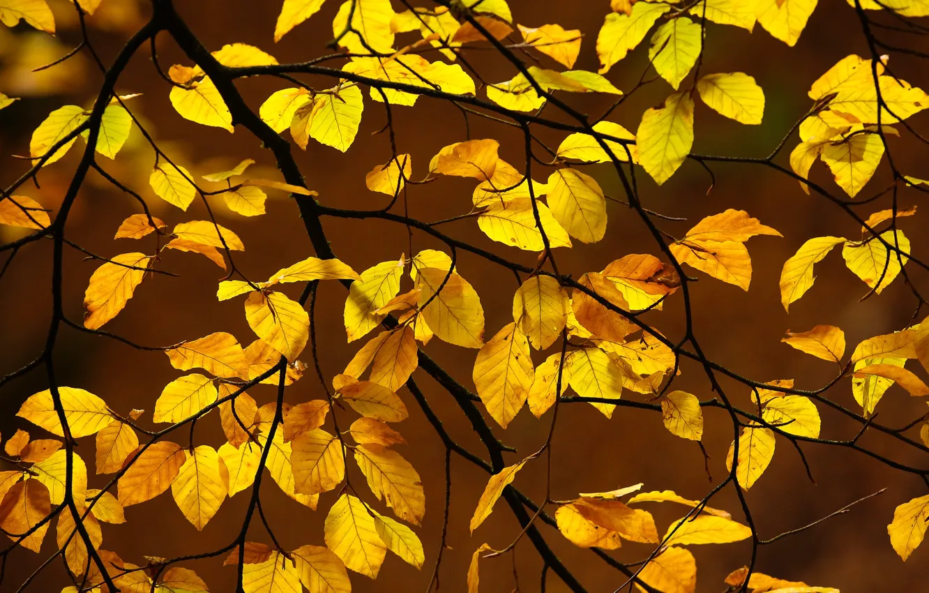 Photo wallpaper autumn, leaves, branches, fall, foliage