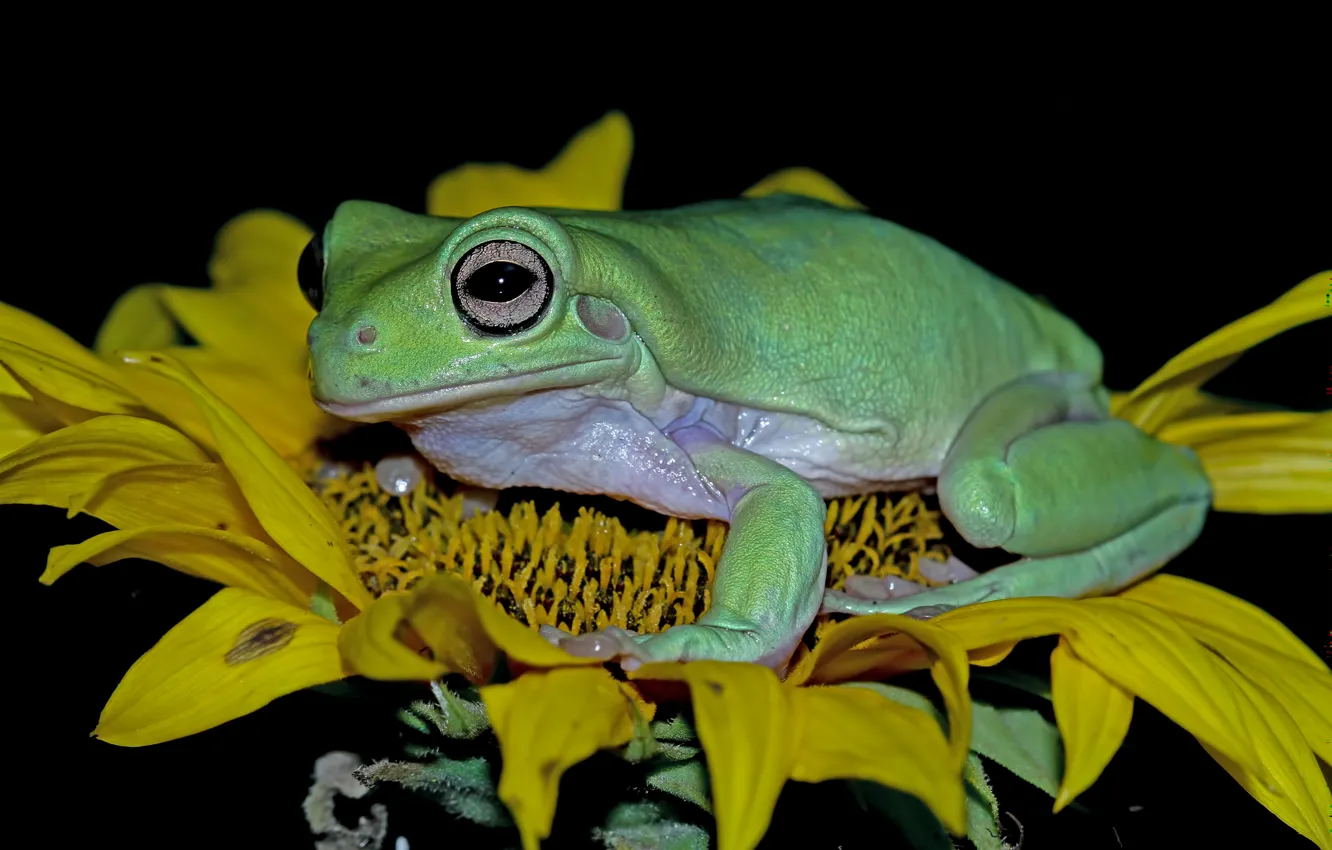 Photo wallpaper flowers, green, frog