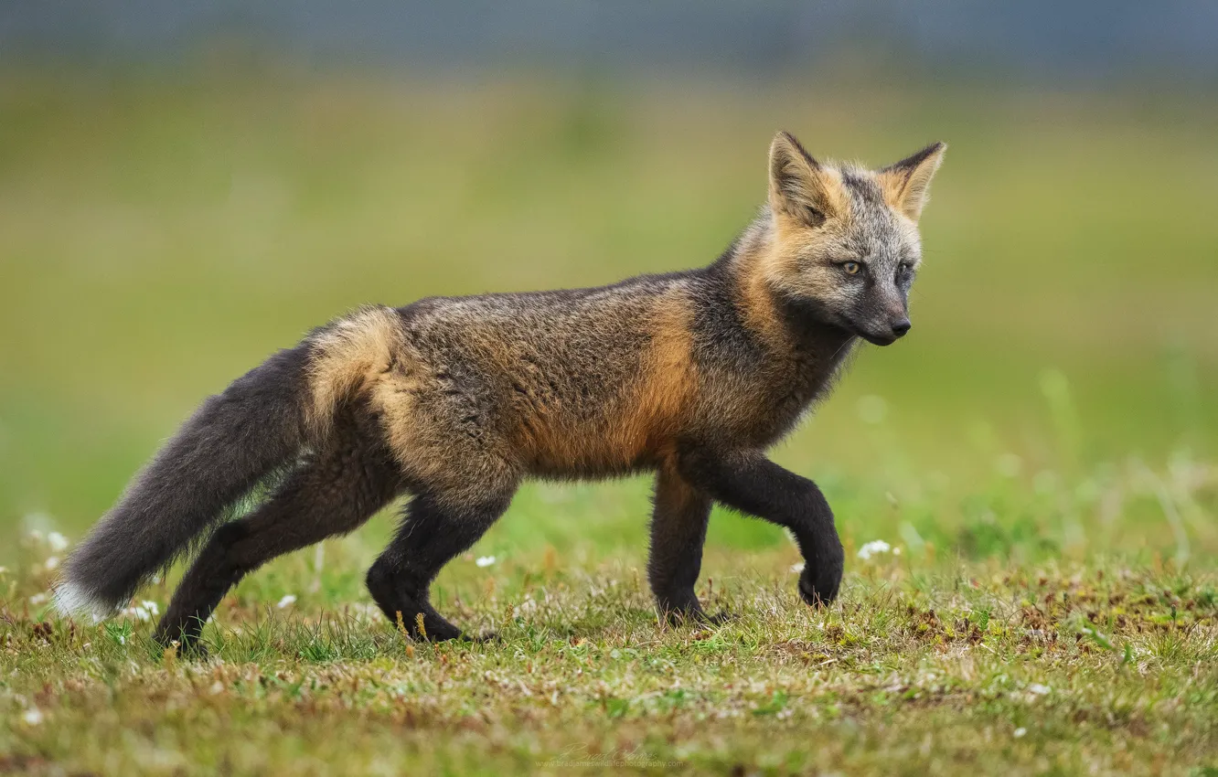 Photo wallpaper grass, glade, Fox, walk, Fox