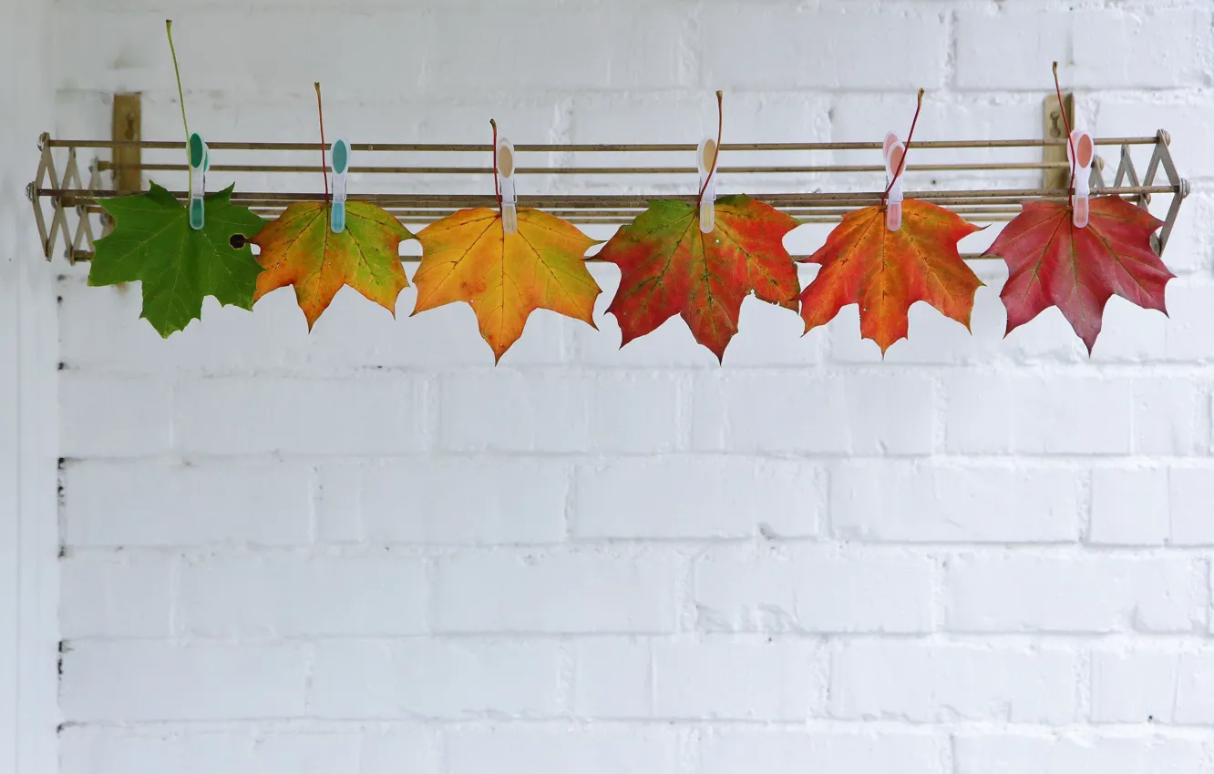 Photo wallpaper autumn, leaves, clothespins