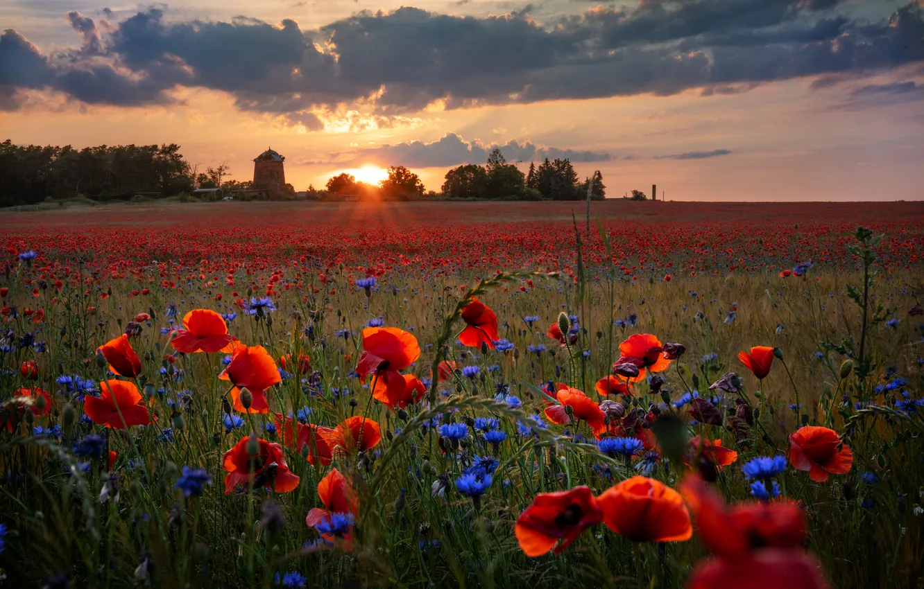 Photo wallpaper field, summer, clouds, sunset, flowers, blue, red, Maki